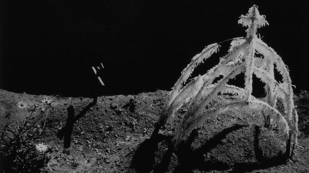 Manuel Álvarez Bravo Museo de Arte Moderno